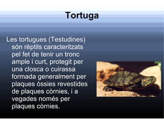 Tortuga Les tortugues (Testudines) són rèptils caracteritzats pel fet de tenir un tronc ample i curt, protegit per una closca o cuirassa formada generalment per plaques òssies revestides de plaques còrnies, i a vegades només per plaques còrnies. 