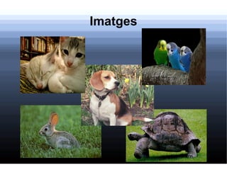 Imatges 