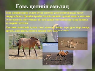 Үлийн цагаан огтоно Үлийн цагаан оготно тал хээрийн бүс нутагт элбэг тохиолдоно. Энэ оготно үе үе олширч бэлчээрийн ба үр тарианы ургамлыг их хэмжээгээр идэж сүйтгэн хөдөө аж ахуйд хөнөөл учруулдаг мэрэгч юм. Үлийн цагаан оготно ихээр тархсан нутгуудад түүнийг устгах ажлыг ургамал хамгааллын албанаас жил бүр явуулдаг. 