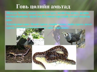 Шувуудаас өвөгт тогоруу, шилийн сар, тарважи бүргэд, тоодог, идлэг шонхор,монгол болжмор, бүжимч чогчоохой элбэг тархана. 