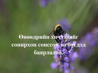 Хэвлээр явагчид хоёр нутагтанд дорнодын мэлхий, монгол гүрвэл, рашааны могой, бамбай хоншоорт могойн тархалт элбэг. 