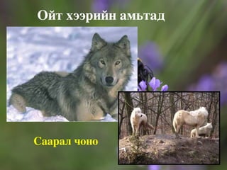 Шувуудад тоодог, сохор элээ, дагуурын ятуу, гурван хумст тоншуул, хур, харсуун ууль, хөх зарлагат гал сүүлт , хундан өнгөлүүрт гураглдай г.м 