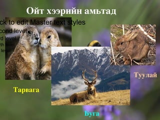 Хэвлээр явагчид ба 2 нутагтан шивэр мэлхий, гавашгай гүрвал Ойт хээрийн амьтад 