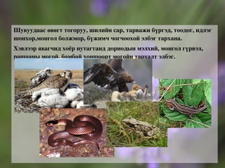 Цагаан зээр Монгол орны дорнод талын үндсэн амьтан бол цагаан зээр мөн. Монголчууд эрт үеэс цагаан зээрийг агнаж мах, арьсыг нь ашиглаж иржээ. Зээрийн зүс хялгана бүхий хээр нутгийн өнгийг дагаж нуруу нь шаргалаас бор шаргалдуу, хэвлий тал ньцайвар өнгөтэй болсон байдаг. 