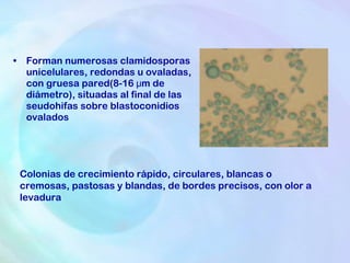 Forman numerosas clamidosporas unicelulares, redondas u ovaladas, con gruesa pared(8-16 μm de diámetro), situadas al final de las seudohifas sobre blastoconidios ovalados Colonias de crecimiento rápido, circulares, blancas o cremosas, pastosas y blandas, de bordes precisos, con olor a levadura 