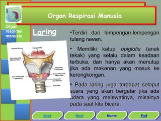 Organ Respirasi Manusia
Organ
respirasi
manusia

Laring

•Terdiri dari lempengan-lempengan
tulang rawan.
• Memiliki katup epiglotis (anak
tekak) yang selalu dalam keadaan
terbuka, dan hanya akan menutup
jika ada makanan yang masuk ke
kerongkongan.
• Pada laring juga terdapat selaput
suara yang akan bergetar jika ada
udara yang melewatinya, misalnya
pada saat kita bicara.

Back
Back

Next
Next

Home
Home

End
End

 