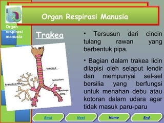 Organ Respirasi Manusia
Organ
respirasi
manusia

Trakea

• Tersusun dari
tulang
rawan
berbentuk pipa.

cincin
yang

• Bagian dalam trakea licin
dilapisi oleh selaput lendir
dan mempunyai sel-sel
bersilia yang berfungsi
untuk menahan debu atau
kotoran dalam udara agar
tidak masuk paru-paru
Back
Back

Next
Next

Home
Home

End
End

 