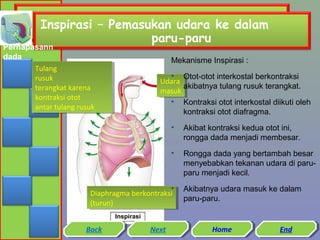 Inspirasi – Pemasukan udara ke dalam
paru-paru

Pernapasann
dada
Tulang
Tulang
rusuk
rusuk
terangkat karena
terangkat karena
kontraksi otot
kontraksi otot
antar tulang rusuk
antar tulang rusuk

Mekanisme Inspirasi :
• Otot-otot interkostal berkontraksi
Udara
Udara
akibatnya tulang rusuk terangkat.
masuk
masuk
• Kontraksi otot interkostal diikuti oleh
kontraksi otot diafragma.
•

Akibat kontraksi kedua otot ini,
rongga dada menjadi membesar.

•

Rongga dada yang bertambah besar
menyebabkan tekanan udara di paruparu menjadi kecil.

•
Diaphragma berkontraksi
Diaphragma berkontraksi
(turun)
(turun)

Akibatnya udara masuk ke dalam
paru-paru.

Inspirasi

Back
Back

Next
Next

Home
Home

End
End

 