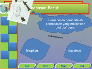 Pernapasan Perut
Mekanisme
respirasi

Pernapasan perut adalah
pernapasan yang melibatkan
otot diafragma
mekanism
enya

Inspirasi

Back
Back

Ekspirasi

Next
Next

Home
Home

End
End

 