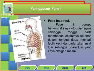 Pernapasan Perut
Pernapasan
perut

•

Fase inspirasi.
Fase
ini
berupa
berkontraksinya otot diafragma
sehingga
rongga
dada
membesar, akibatnya tekanan
dalam rongga dada menjadi
lebih kecil daripada tekanan di
luar sehingga udara luar yang
kaya oksigen masuk.

i
Inspiras

Back
Back

Next
Next

Home
Home

End
End

 