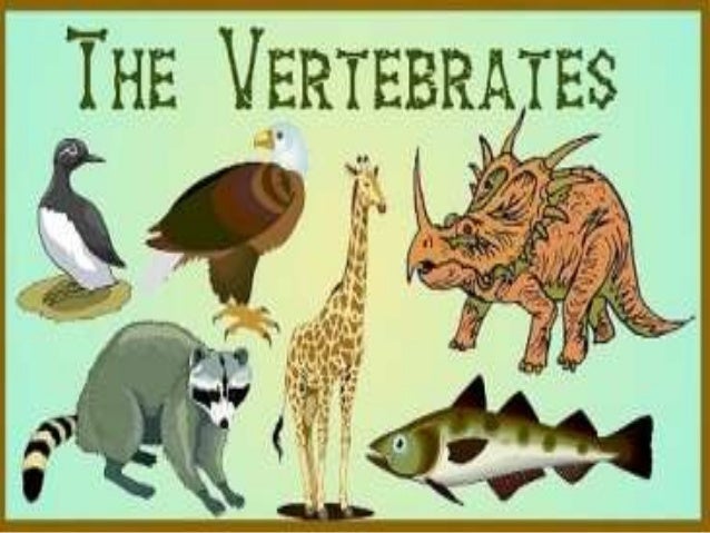 Ppt Vertebrata