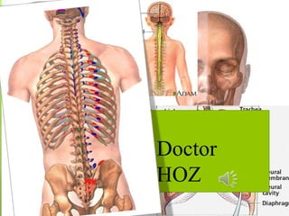 Doctor
HOZ

 