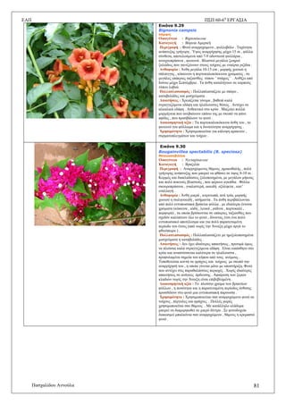 ΔΑΠ Π΢Π 60-6ε
ΔΡΓΑ΢ΗΑ
Παζραιίδνπ Αλλνχια 81
Δηθόλα 9.29
Bignonia campsis
θάκυης
Οηθνγέλεηα : Bignoniaceae
Καηαγσγή : Βφξεηα Ακεξηθή
Πεξηγξαθή : Φπηφ αλαξξηρψκελν , θπιινβφιν . Σαρχηεηα
αλάπηπμεο γξήγνξε . Ύςνο αλαξξίρεζεο κέρξη 15 m , θχιια
ζχλζεηα, απνηεινχκελα απφ 7-9 νδνλησηά θπιιάξηα ,
αλνηρηνπξάζηλα , θσηεηλά . Βιαζηνί κεγάινη δσεξνί
μπιψδεηο πνπ γαληδψλνπλ ζηνπο ηνίρνπο κε ελαέξηα ξηδίδηα .
Αλζνθνξία : Άλζε κεγάια 10-15 cm , κνξθήο ρσληνχ ε
ζάιπηγγαο , θφθθηλνπ ε πνξηνθαινθφθθηλνπ ρξψκαηνο , ζε
κεγάιεο επάθξηεο ηαμηαλζίεο ηχπνπ ΄΄ζηάρεηο΄΄ . Αλζίδεη απφ
Ηνχλην κέρξη ΢επηέκβξην . Σα άλζε θαηαιήγνπλ ζε θαξπνχο
ηχπνπ ινβνχ.
Πνιιαπιαζηαζκόο : Πνιιαπιαζηάδεηε κε ζπφξν ,
θαηαβνιάδεο θαη κνζρεχκαηα .
Απαηηήζεηο : Υξεηάδεηαη γφληκα , βαζεηά θαιά
ζηξαγγηδφκελα εδάθε θαη ειηφινπζηεο ζέζεηο . Αληέρεη ζε
αιθαιηθά εδάθε . Αλζεθηηθφ ζην θξχν . Μαδεχεη πνιιά
κπξκήγθηα πνπ αλεβαίλνπλ επάλσ ηεο κε ζθνπφ λα θάλε
αθίδεο , πνπ πξνζβάινπλ ην θπηφ .
Γηαθνζκεηηθή αμία : Σα πνξηνθαινθφθθηλα άλζε ηνπ , ην
θσηεηλφ ηνπ θχιισκα θαη ε δπλαηφηεηα αλαξξίρεζεο .
Υξεζηκόηεηα : Υξεζηκνπνηείηαη γηα θάιπςε θξαθηψλ ,
ζπξκαηνπιεγκάησλ θαη ηνίρσλ .
Δηθόλα 9.30
Bougainvillea spectabilis (B. speciosa)
Μποσθαλβίιιηα
Οηθνγέλεηα : Nyctaginaceae
Καηαγσγή : Βξαδηιία
Πεξηγξαθή : Αλαξξηρψκελνο ζάκλνο ,εκηαεηζαιήο , πνιχ
γξήγνξεο αλάπηπμεο πνπ κπνξεί λα θζάζεη ζε χςνο 8-10 m .
Κνξκφο θαη δηαθιαδψζεηο μπινπνηεκέλα, κε κεγάινπ κήθνπο
θαη πνιχ ππθλνχο βιαζηνχο , πνπ θέξνπλ αγθάζηα . Φχιια
ζθνπξνπξάζηλα , γπαιηζηεξά, σνεηδή νμχιεθηα , θαη’
ελαιιαγή .
Αλζνθνξία : Άλζε κηθξά , θηηξηλσπά, αλά ηξία, κνξθήο
ρσληνχ ε ζσιελνεηδή , αζήκαληα . Σα άλζε πεξηβάιινληαη
απφ πνιχ εληππσζηαθά βξάθηηα θχιια , κε ηδηαίηεξα έληνλα
ρξψκαηα (θφθθηλα , ηψδε , ιεπθά , ξφδηλα , πνξηνθαιί ,
πνξθπξά) , ηα νπνία βξίζθνληαη ζε επάθξηεο ηαμηαλζίεο πνπ
ζρεδφλ θαιχπηνπλ φιν ην θπηφ , δίλνληαο έηζη έλα πνιχ
εληππσζηαθφ απνηέιεζκα θαη γηα πνιχ παξαηεηακέλε
πεξίνδν ηνπ έηνπο (απφ λσξίο ηελ Άλνημε κέρξη αξγά ην
θζηλφπσξν ) .
Πνιιαπιαζηαζκόο : Πνιιαπιαζηάδεηε κε εκημπινπνηεκέλα
κνζρεχκαηα ε θαηαβνιάδεο .
Απαηηήζεηο : Γελ έρεη ηδηαίηεξεο απαηηήζεηο , πξνηηκά φκσο
ηα πινχζηα θαιά ζηξαγγηδφκελα εδάθε . Δίλαη επαίζζεην ζην
θξχν θαη αλαπηχζζεηαη θαιχηεξα ζε ειηφινπζηα ,
πξνθπιακέλα ζεκεία ηνπ θήπνπ απφ ηνπο αλέκνπο .
Σνπνζεηείηαη θνληά ζε θξάρηεο θαη ηνίρνπο κε ζθνπφ ηελ
αλαξξίρεζή ηνπ , ε νπνία γίλεηαη κφλν κε ππνζηήξημε. Φπηφ
πνπ αληέρεη ζηηο παξαζαιάζζηεο πεξηνρέο . Υσξίο ηδηαίηεξεο
απαηηήζεηο ζε αλάγθεο άξδεπζεο . Αθαίξεζε ησλ μεξψλ
θιαδηψλ λσξίο ηελ Άλνημε είλαη επηβεβιεκέλε .
Γηαθνζκεηηθή αμία : Σν πινχζην ρξψκα ησλ βξαθηίσλ
θχιισλ , ε πνζφηεηα θαη ε παξαηεηακέλε πεξίνδνο άλζηζεο
πξνζδίδνπλ ζην θπηφ κηα εληππσζηαθή παξνπζία .
Υξεζηκόηεηα : Υξεζηκνπνηείηαη ζαλ αλαξξηρψκελν θπηφ ζε
ηνίρνπο , πέξγνιεο θαη θξάρηεο . Πνιιέο θνξέο
ρξεζηκνπνηείηαη ζαλ ζάκλνο . Με θαηάιιειν θιάδεκα
κπνξεί λα δηακνξθσζεί ζε κηθξφ δέληξν . ΢ε θπηνδνρεία
δηαθνζκεί κπαιθφληα ζαλ αλαξξηρψκελν , ζάκλνο ε θξεκαζηφ
θπηφ .
 