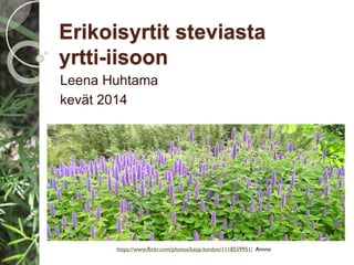 Erikoisyrtit steviasta
yrtti-iisoon
Leena Huhtama
kevät 2014
https://www.flickr.com/photos/katja-london/1118559951/ Annna
 