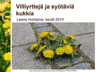 Villiyrttejä ja syötäviä
kukkia
Leena Huhtama, kevät 2014
https://www.flickr.com/photos/dhobern/8709565583/ Donald Hobern
 