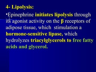 4- Lipolysis:4- Lipolysis:
•EpinephrineEpinephrine initiates lipolysisinitiates lipolysis throughthrough
its agonist activity on theits agonist activity on the ββ receptors ofreceptors of
adipose tissue, which stimulation aadipose tissue, which stimulation a
hormone-sensitive lipase,hormone-sensitive lipase, whichwhich
hydrolyzeshydrolyzes triacylglycerols totriacylglycerols to free fattyfree fatty
acids and glycerol.acids and glycerol.
 