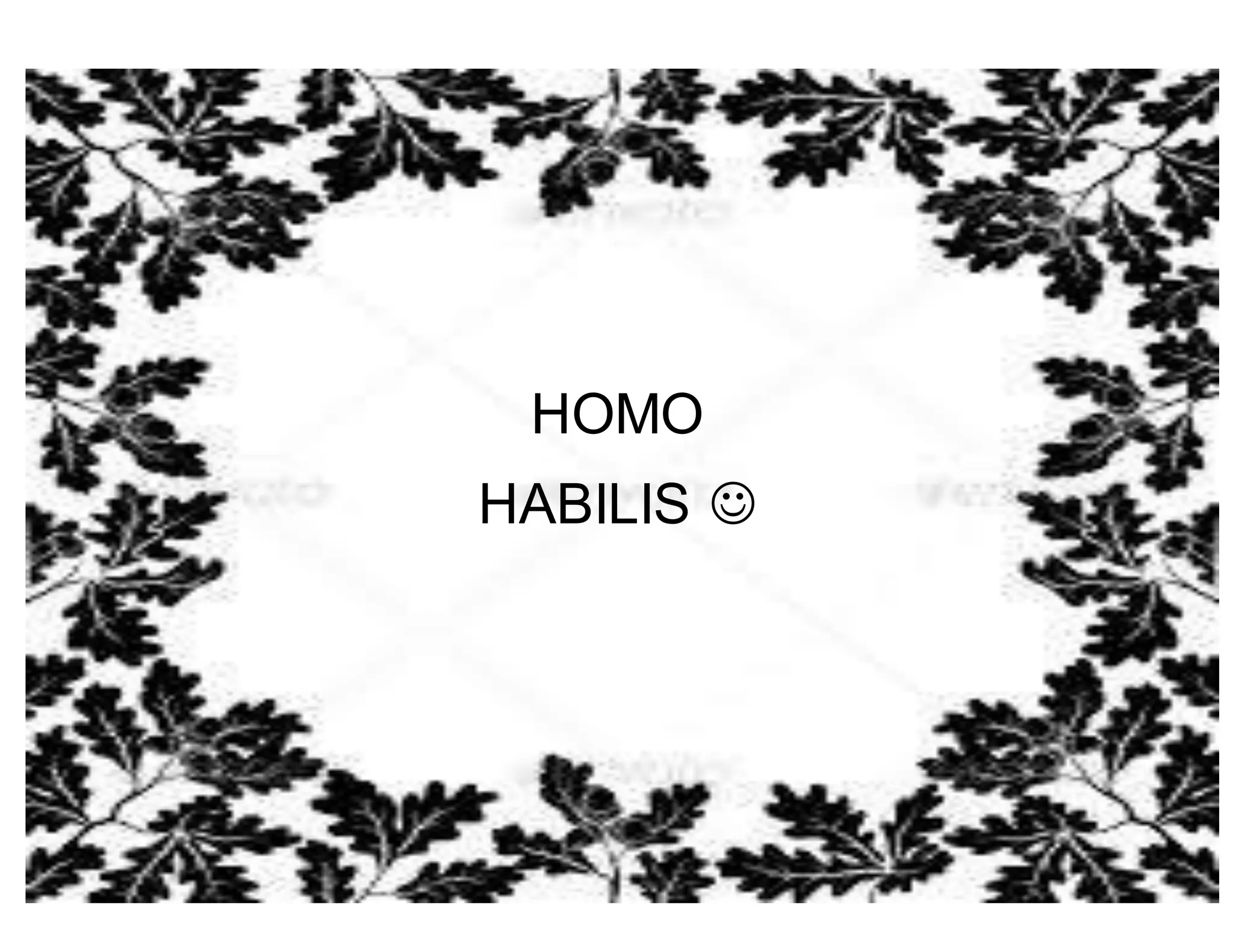 HOMO 
HABILIS  
 