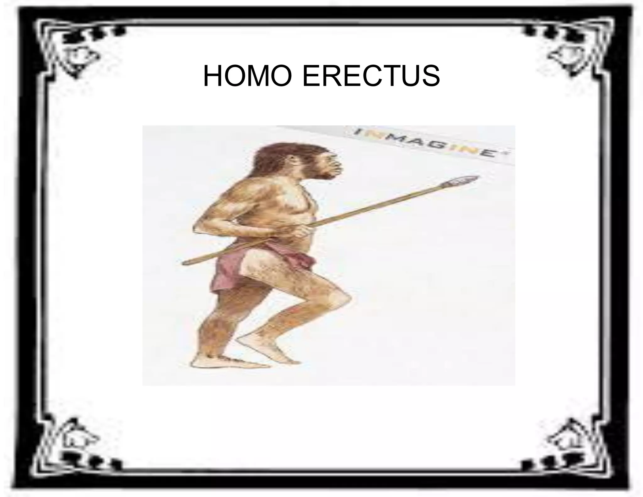 HOMO ERECTUS 
 