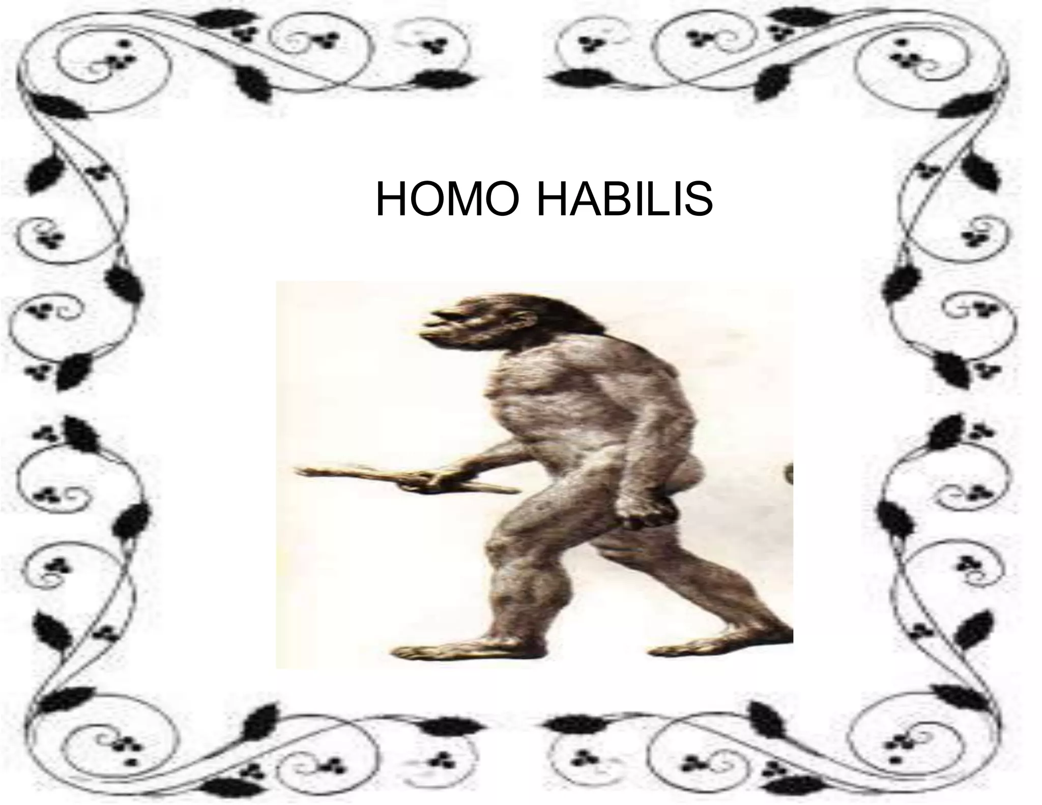 HOMO HABILIS 
 