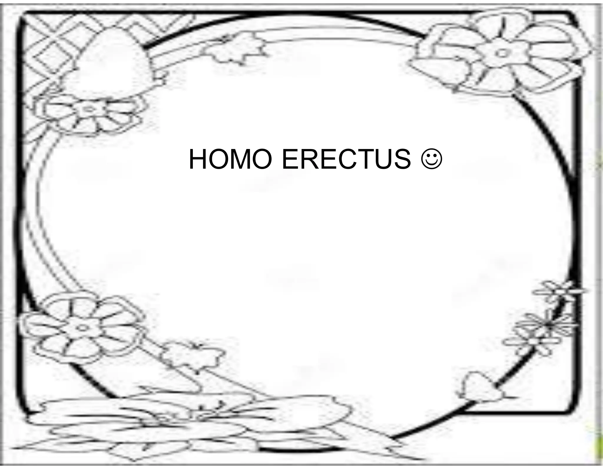 HOMO ERECTUS  
 