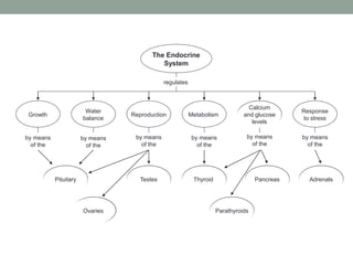 regulates 
by means 
of the 
by means 
of the 
by means 
of the 
by means 
of the 
by means 
of the 
by means 
of the 
Growth 
Water 
balance 
Reproduction Metabolism 
Calcium 
and glucose 
levels 
Response 
to stress 
The Endocrine 
System 
Pituitary 
Ovaries 
Testes Thyroid Pancreas Adrenals 
Parathyroids 
 