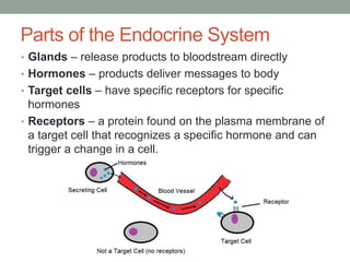 Parts of the Endocrine System 
• Glands – release products to bloodstream directly 
• Hormones – products deliver messages to body 
• Target cells – have specific receptors for specific 
hormones 
• Receptors – a protein found on the plasma membrane of 
a target cell that recognizes a specific hormone and can 
trigger a change in a cell. 
 