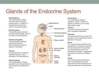 Glands of the Endocrine System 
Hypothalamus 
The hypothalamus makes 
hormones that control the 
pituitary gland. In addition, it 
makes hormones that are 
stored in the pituitary gland. 
Pituitary gland 
The pituitary gland produces 
hormones that regulate many of 
the other endocrine glands. 
Parathyroid glands 
These four glands release 
parathyroid hormone, 
which regulate the level of 
calcium in the blood. 
Thymus 
During childhood, the thymus 
releases thymosin, which 
stimulates Tcell development. 
Adrenal glands 
The adrenal glands release 
epinephrine and nonepinephrine, 
which help the body deal with 
stress. 
Pineal gland 
The pineal gland releases 
melatonin, which is involved in 
rhythmic activities, such as daily 
sleep-wake cycles. 
Thyroid 
The thyroid produces thyroxine, 
which regulates metabolism. 
Pancreas 
The pancreas produces insulin and 
glucagon, which regulate the level of 
glucose in the blood. 
Ovary 
The ovaries produce estrogen and 
progesterone. Estrogen is required 
for the development of secondary 
sex characteristics and for the 
development of eggs. Progesterone 
prepares the uterus for a fertilized 
egg. 
Testis 
The testes produce testosterone, 
which is responsible for sperm 
production and the development of 
male secondary sex characteristics 
 