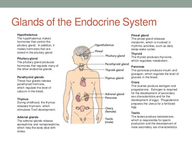 Endocrine Glands Hormones And Functions Chart