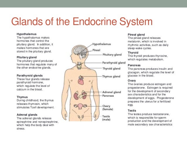 Free download brief summary of the endocrine system