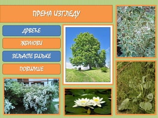 ПРЕМА ИЗГЛЕДУ 
ДРВЕЋЕ 
ЖБУНОВИ 
ЗЕЉАСТЕ БИЉКЕ 
ПОВИЈУШЕ 
 