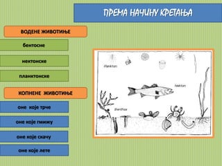 ПРЕМА НАЧИНУ КРЕТАЊА 
ВОДЕНЕ ЖИВОТИЊЕ 
бентосне 
нектонске 
планктонске 
КОПНЕНЕ ЖИВОТИЊЕ 
оне које трче 
оне које гмижу 
оне које скачу 
оне које лете 
 