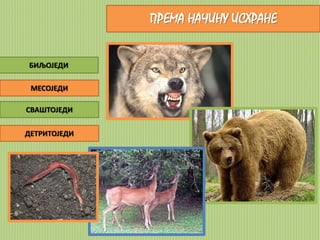 ПРЕМА НАЧИНУ ИСХРАНЕ 
БИЉОЈЕДИ 
МЕСОЈЕДИ 
СВАШТОЈЕДИ 
ДЕТРИТОЈЕДИ 
 