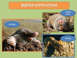 ЖИВОТНА ФОРМА КОПАЧА 
КРТИЦА 
СЛЕПО 
КУЧЕ 
РОВАЦ 
 