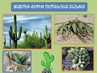 ЖИВОТНА ФОРМА ПУСТИЊСКИХ БИЉАКА 
 