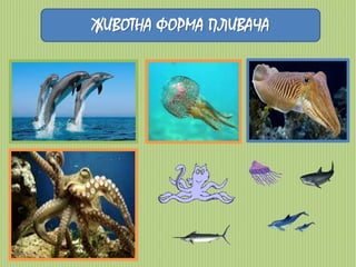 ЖИВОТНА ФОРМА ПЛИВАЧА 
 