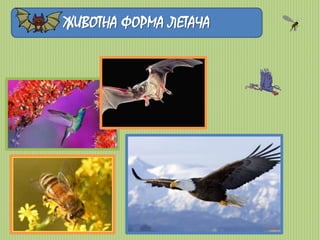 ЖИВОТНА ФОРМА ЛЕТАЧА 
 