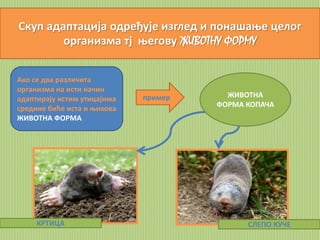 Скуп адаптација одређује изглед и понашање целог 
организма тј његову ЖИВОТНУ ФОРМУ 
Ако се два различита 
организма на исти начин 
адаптирају истим утицајима 
средине биће иста и њихова 
ЖИВОТНА ФОРМА 
пример ЖИВОТНА 
ФОРМА КОПАЧА 
КРТИЦА СЛЕПО КУЧЕ 
 