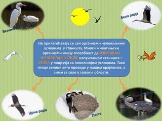 Не прилагоћавају се сви организми неповољним 
условима у станишту. Многи животињски 
организми имају способност да ИЗБЕГАВАЈУ 
НЕПОВОЉНЕ УСЛОВЕ напуштањем станишта – 
СЕОБА у подручја са повољнијим условима. Тако 
птице селице лето проводе у нашим крајевима, а 
зими се селе у топлије области. 
 