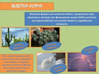 ЖИВОТНА ФОРМА 
Животна форма или животни облик, представља скуп 
промена у изгледу или функцијама живих бића насталих 
као прилагођеност на услове живота у одређеном 
станишту. 
Исту животну форму могу 
имати врсте које међусобно 
нису сродне, и обрнуто, 
различиту животну форму 
могу имати врсте које су 
међусобно сродне. 
 