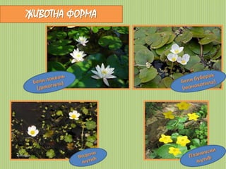 ЖИВОТНА ФОРМА 
 