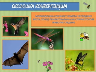 ЕКОЛОШКА КОНВЕРГЕНЦИЈА 
МОРФОЛОШКА СЛИЧНОСТ ИЗМЕЂУ НЕСРОДНИХ 
ВРСТА, УСЛЕД ПРИЛАГОЂАВАЊА НА СЛИЧНЕ УСЛОВЕ 
ЖИВОТНЕ СРЕДИНЕ 
 