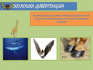ЕКОЛОШКА ДИВЕРГЕНЦИЈА 
МОРФОЛОШКЕ РАЗЛИКЕ ИЗМЕЂУ СРОДНИХ ВРСТА, 
УСЛЕД ПРИЛАГОЂАВАЊА НА УСЛОВЕ ЖИВОТНЕ 
СРЕДИНЕ 
 