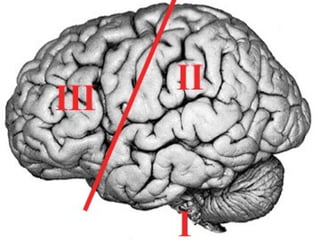 pensamento e linguagem luria pdf