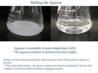 Agarose is insoluble at room temperature (left).
The agarose solution is boiled until clear (right).
Gently swirl the solution periodically when heating to allow all the grains of agarose to
dissolve.
***Be careful when boiling - the agarose solution may become superheated and may boil
violently if it has been heated too long in a microwave oven.
Melting the Agarose
26/04/14
PGS 504{0+1} BASIC CONCEPTS IN LABORATORY
TECHNIQUES
10
 