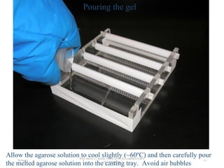 Allow the agarose solution to cool slightly (~60ºC) and then carefully pour
the melted agarose solution into the casting tray. Avoid air bubbles.
Pouring the gel
26/04/14
PGS 504{0+1} BASIC CONCEPTS IN LABORATORY
TECHNIQUES
11
 
