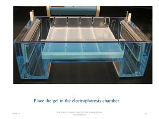 Place the gel in the electrophoresis chamber.
26/04/14
PGS 504{0+1} BASIC CONCEPTS IN LABORATORY
TECHNIQUES
14
 