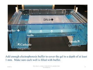 buffer 
Add enough electrophoresis buffer to cover the gel to a depth of at least
1 mm. Make sure each well is filled with buffer.
Cathode
(negative)
Anode
(positive)

wells
  
DNA
26/04/14
PGS 504{0+1} BASIC CONCEPTS IN LABORATORY
TECHNIQUES
15
 