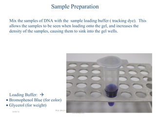 Loading Buffer: 
• Bromophenol Blue (for color)
• Glycerol (for weight)
Sample Preparation
Mix the samples of DNA with the sample loading buffer ( tracking dye). This
allows the samples to be seen when loading onto the gel, and increases the
density of the samples, causing them to sink into the gel wells.
26/04/14
PGS 504{0+1} BASIC CONCEPTS IN LABORATORY
TECHNIQUES
16
 
