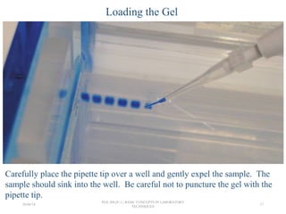 Loading the Gel
Carefully place the pipette tip over a well and gently expel the sample. The
sample should sink into the well. Be careful not to puncture the gel with the
pipette tip.
26/04/14
PGS 504{0+1} BASIC CONCEPTS IN LABORATORY
TECHNIQUES
17
 