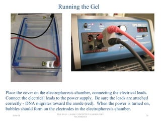 Place the cover on the electrophoresis chamber, connecting the electrical leads.
Connect the electrical leads to the power supply. Be sure the leads are attached
correctly - DNA migrates toward the anode (red). When the power is turned on,
bubbles should form on the electrodes in the electrophoresis chamber.
Running the Gel
26/04/14
PGS 504{0+1} BASIC CONCEPTS IN LABORATORY
TECHNIQUES
18
 